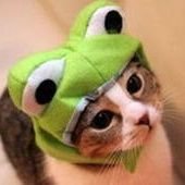 たまこう