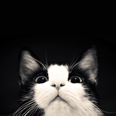 Meredith