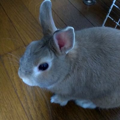 モコちゃん