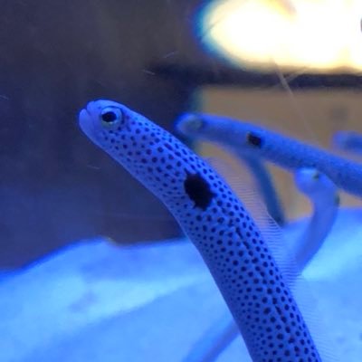 グルゥコン