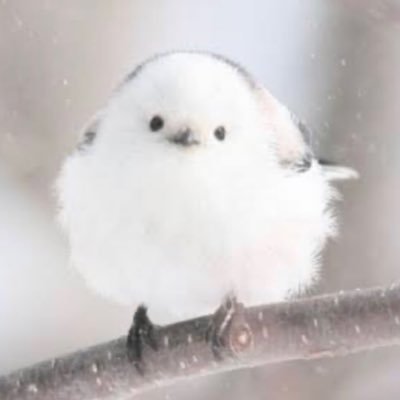 ルミ