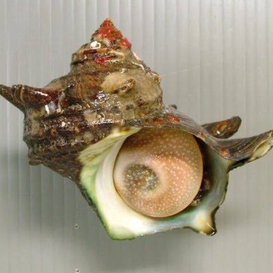 ざえちげ