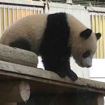 初助