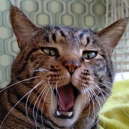 やまだ＠ねこが鳴いたら終了