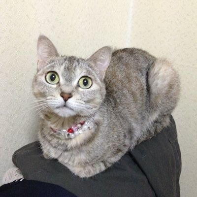 有野課長