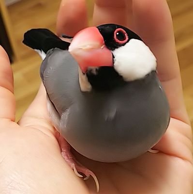 ゆず