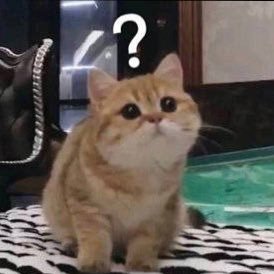 ( ˊ꒳​ˋ )～♪～