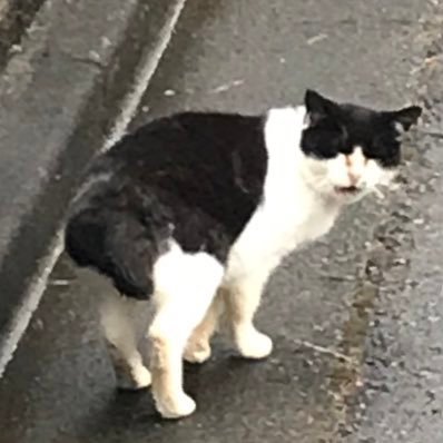 段ぼーる
