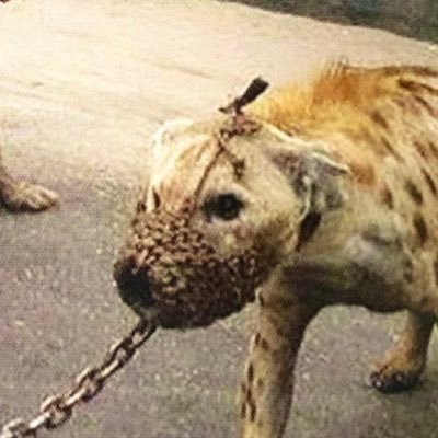 ﾔｽﾃﾞﾑｶﾃﾞ