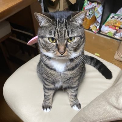 ゆうにゃんR