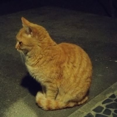 イケIKE