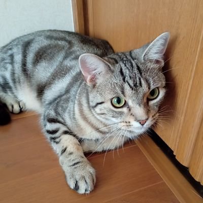 ヨル