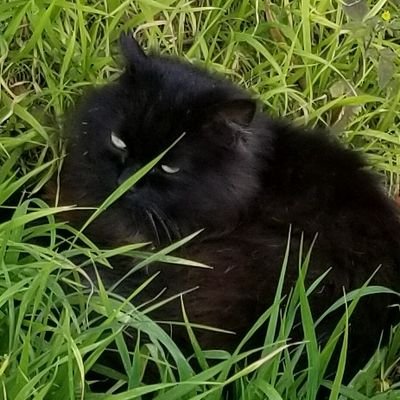 あいな