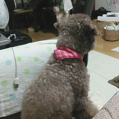 麦千代