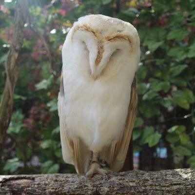涼すけ