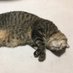 東十条【猫の養分】