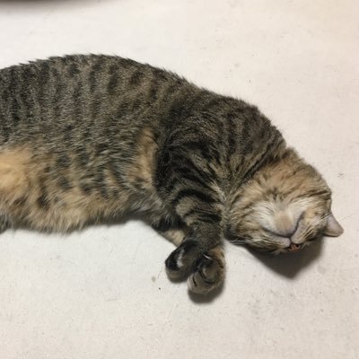 東十条【猫の養分】
