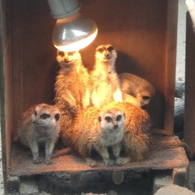 マツカサガイ