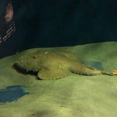 アンコウ鍋