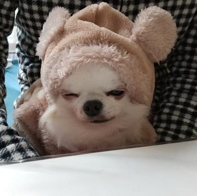 こんおぐれの日常