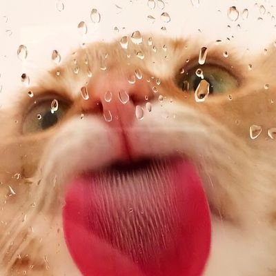 ぽてちはそつぎょう