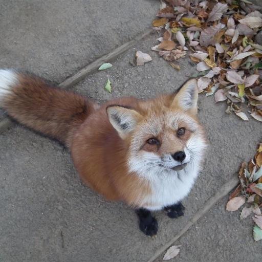ネイ