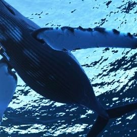 クジラ
