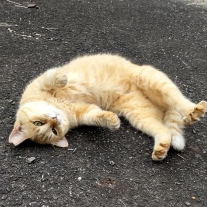 カリフラハー