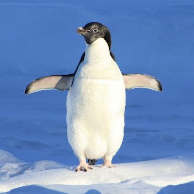 好きペンギン