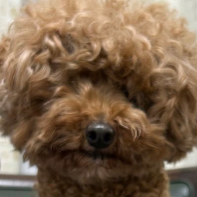 ぴぃやま
