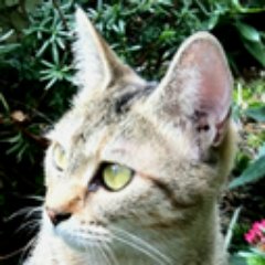 てすら＠9/8(土) vsブラウブリッツ秋田[ギオンス]17:00 KO J3第22節