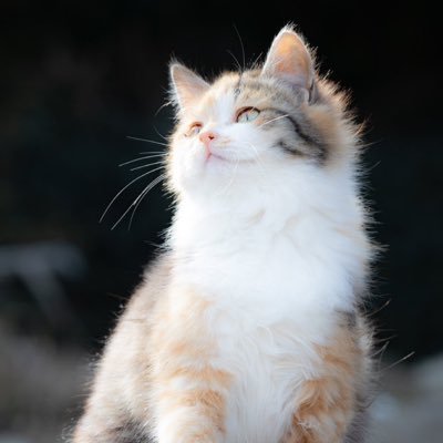歯ブラシの上のおやつ