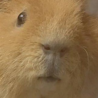 もゐお