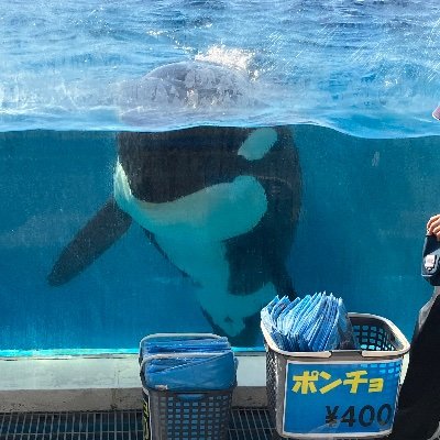Orca姐さん