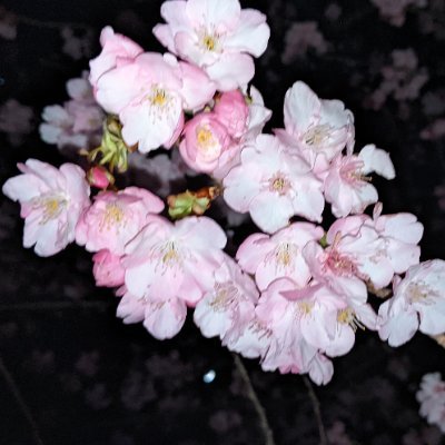 のあ