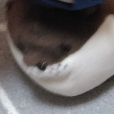 かわうそ