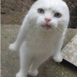 つっぽて