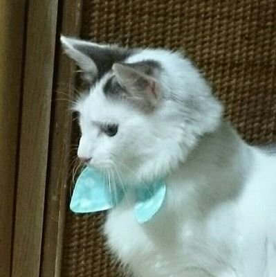 ぬゐェさジ