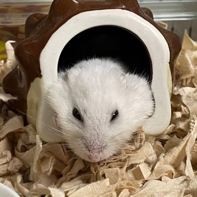 こんじろう
