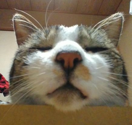 ちゃちゃ丸