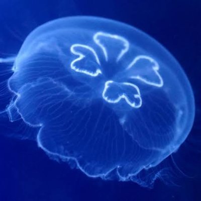 海月
