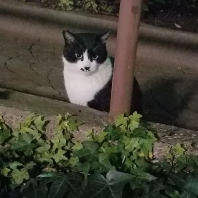 みる