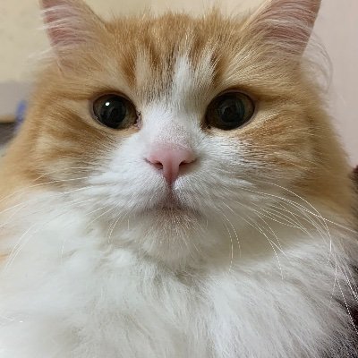 れもん