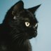 黒猫