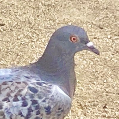 ああああ