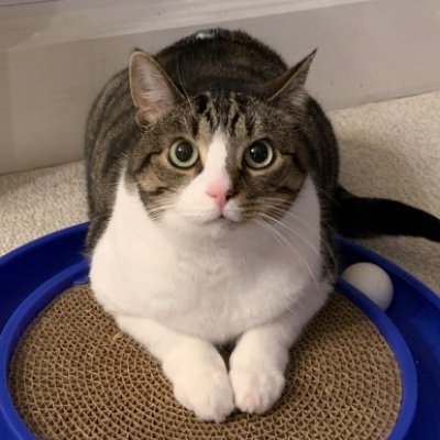 名前ってなぁに？