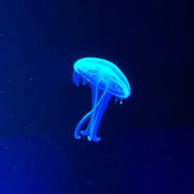 柊籠