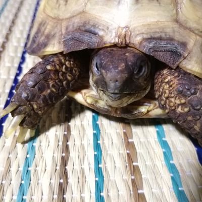 ぴろしき