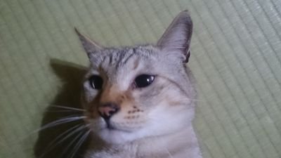 セーブルサイズ