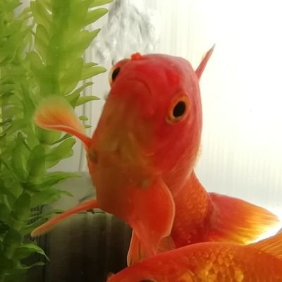 髭無し鯉擬き